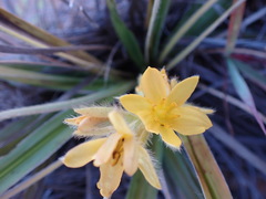 Hypoxis obtusa