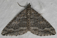 Perizoma custodiata