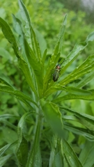 Anogcodes seladonius