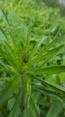 Anogcodes seladonius