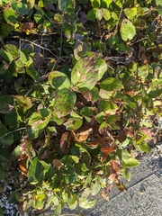 Gaultheria shallon
