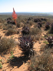 Aloe microstigma framesii