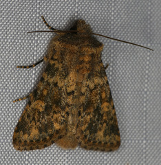 Pseudobryomima fallax