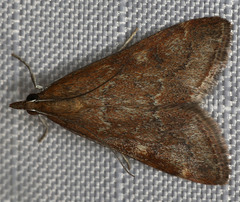 Pyrausta napaealis