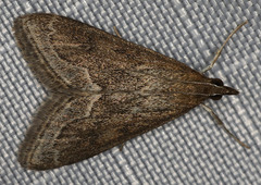 Pyrausta napaealis