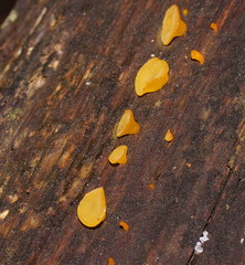 Heterotextus miltinus