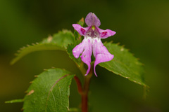 Impatiens mildbraedii