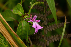 Impatiens mildbraedii