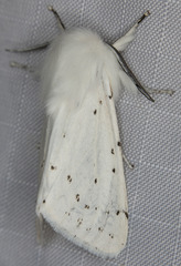 Spilosoma vestalis