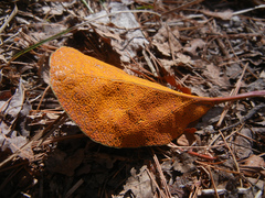 Rossmanomyces pyrolae