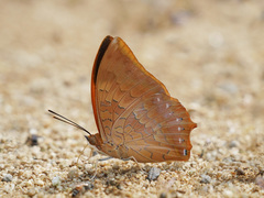 Charaxes bernardus