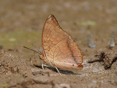 Charaxes bernardus
