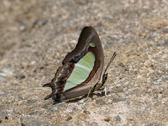 Polyura athamas