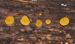 Heterotextus miltinus