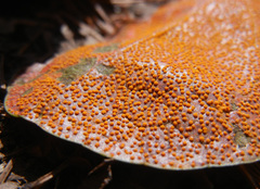 Rossmanomyces pyrolae