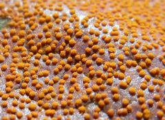 Rossmanomyces pyrolae