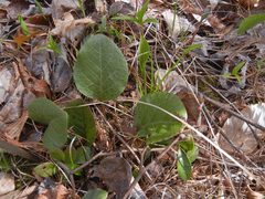 Rossmanomyces pyrolae