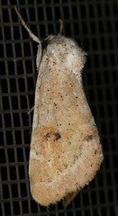 Trichocosmia inornata