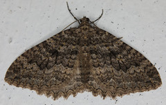 Triphosa californiata