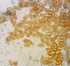 Rossmanomyces pyrolae