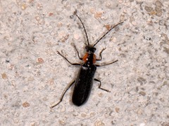 Rhagonycha lineola