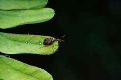 Paroplapoderus turbidus