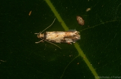 Compsotropha flavitincta