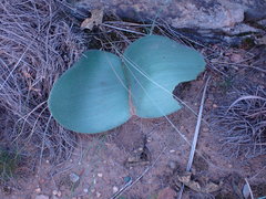 Haemanthus humilis