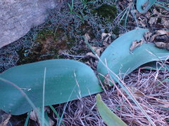 Haemanthus humilis