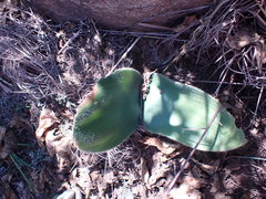 Haemanthus humilis