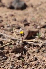 Aaronsohnia factorovskyi