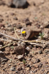 Aaronsohnia factorovskyi