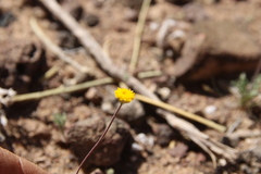 Aaronsohnia factorovskyi