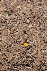 Aaronsohnia factorovskyi