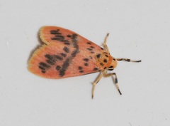 Miltochrista arcuata