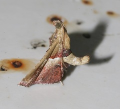 Endotricha repandalis