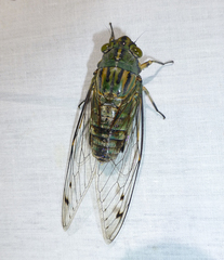 Orientopsaltria