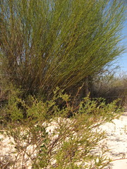 Muraltia scoparia