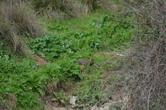 Oryctolagus cuniculus