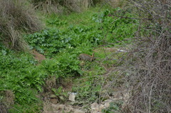 Oryctolagus cuniculus