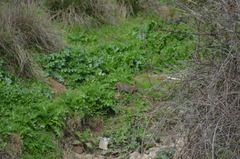 Oryctolagus cuniculus