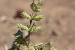 Salvia spinosa