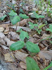 Trillium gracile
