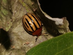 Plagiodera septemvittata