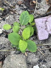 Vitex rotundifolia