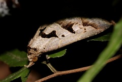 Tephriopis divulsa