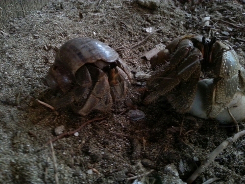 Coenobitidae
