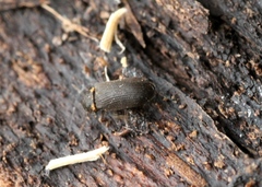 Hadrobregmus pertinax