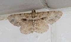 Psilalcis galsworthyi