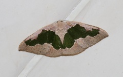 Celenna festivaria